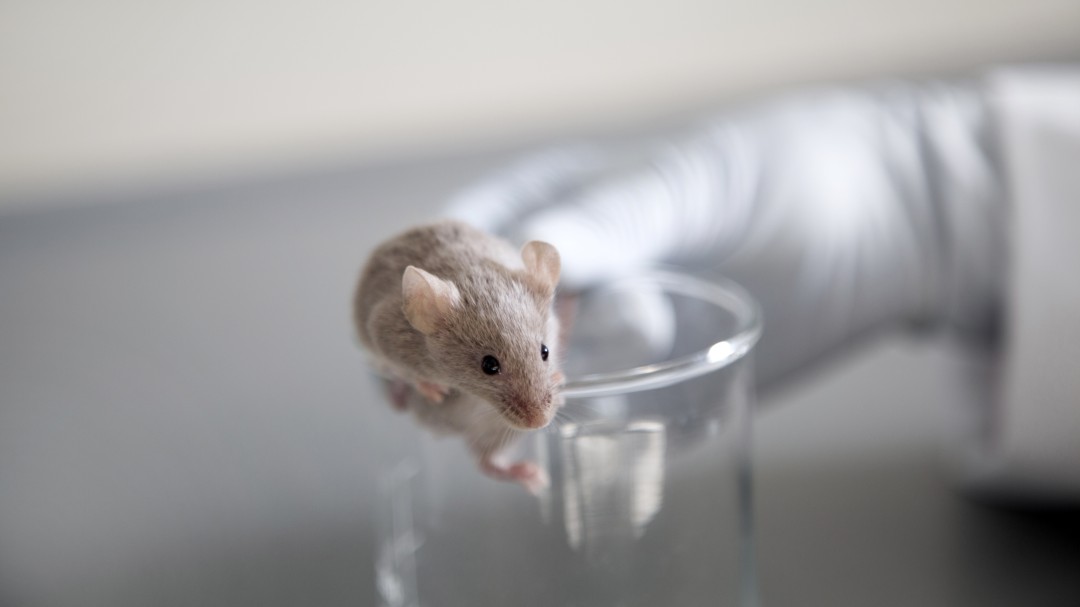 Investigar con animales en España es dificilísimo, y así debe ser
