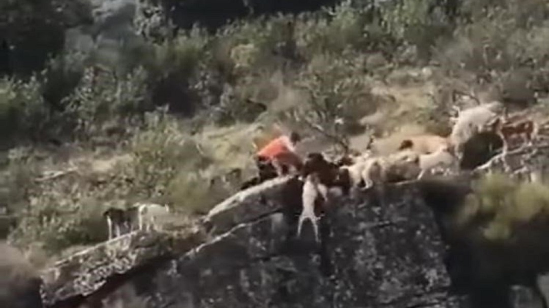 Indignación por un vídeo en el que 12 perros y un venado se despeñan por un barranco en una cacería
