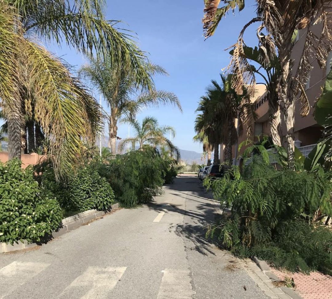 Imagen que presenta los jardines del Paseo Marítimo de Salobreña y calles adyacentes Imagen que presenta los jardines del Paseo Marítimo de Salobreña y calles adyacentes