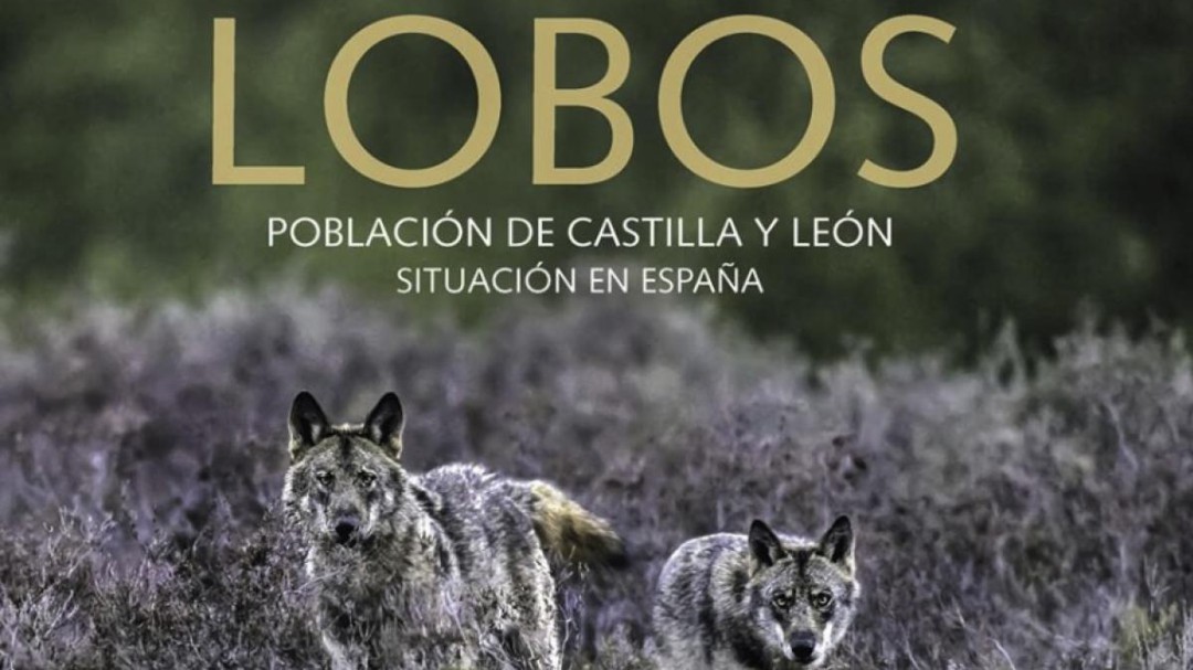 El lobo: un tesoro biológico, un animal de leyenda