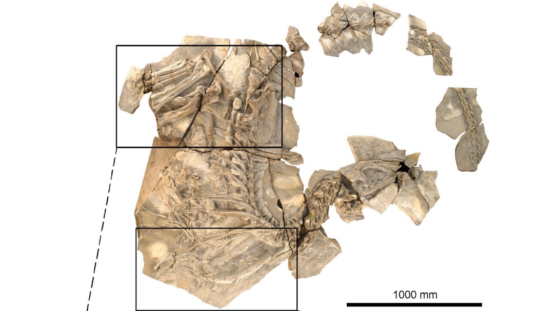 Un estudio encuentra vestigios de gigantismo en el dinosaurio Pepito