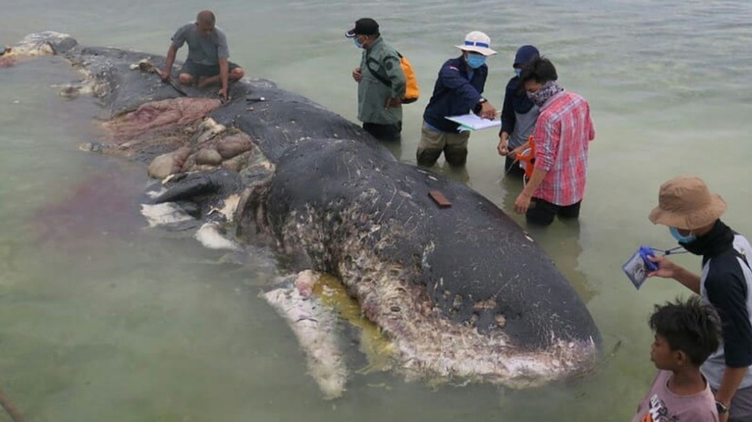 Encuentran una ballena muerta con 6 kilos de plástico en su estómago