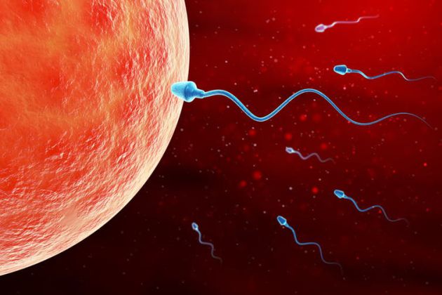 Las cifras de espermatozoides demuestran que los hombres no tienen problemas de fertilidad, pero la disminución de esos números podría suponer un empeoramiento de la salud