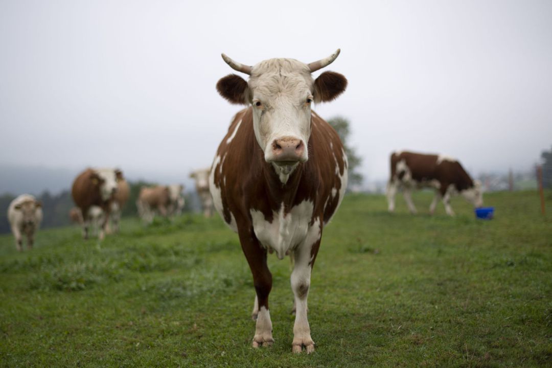 Una vaca en el prado en Algetshausen, Suiza Una vaca en el prado en Algetshausen, Suiza