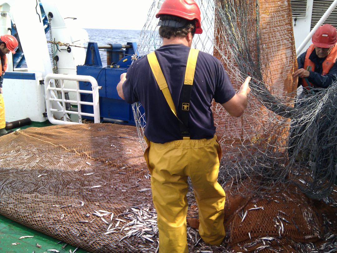 La anchoa se recupera en el Golfo de Bizkaia La anchoa se recupera en el Golfo de Bizkaia