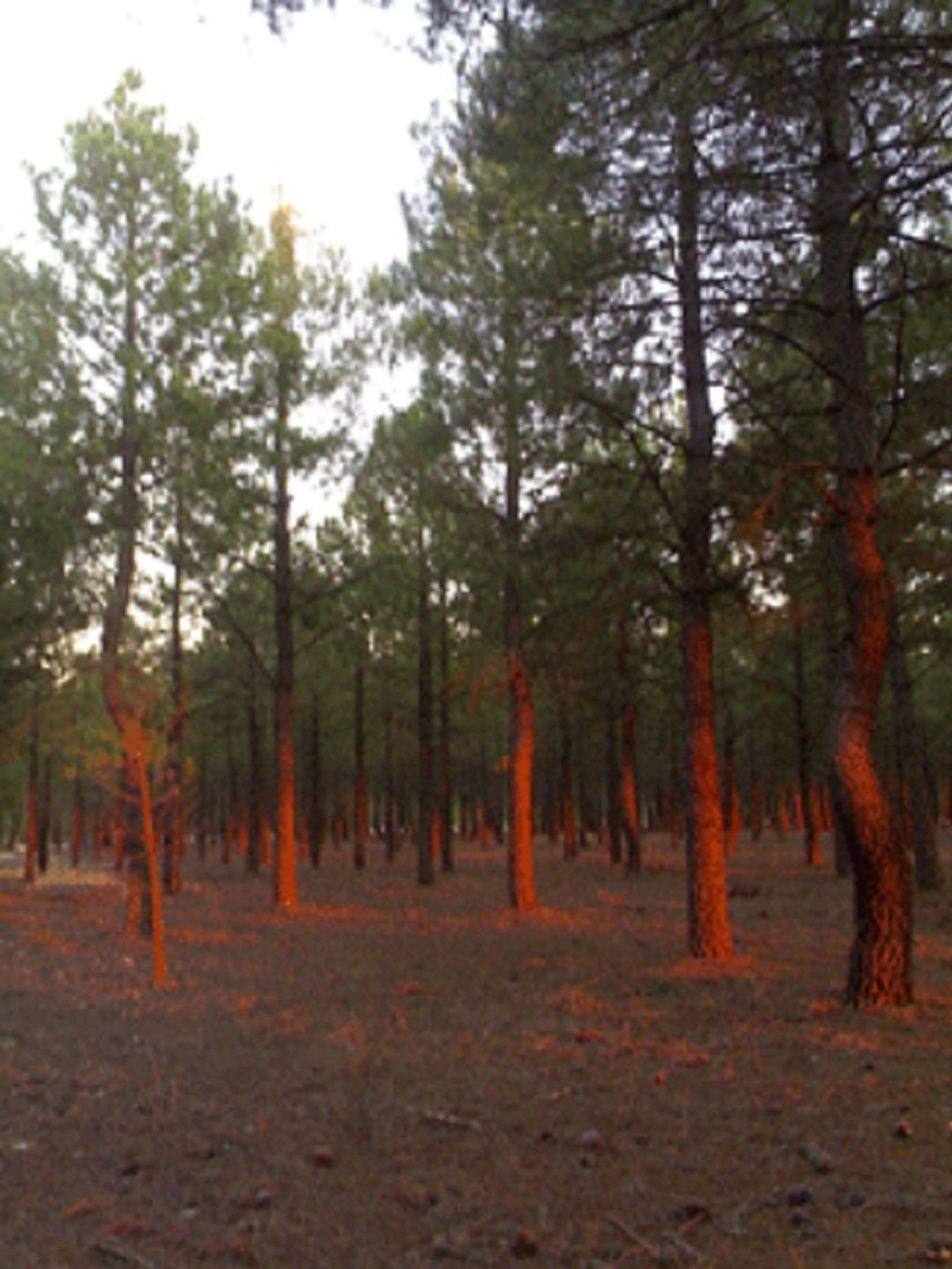 Pinares Aguilafuente Pinares Aguilafuente