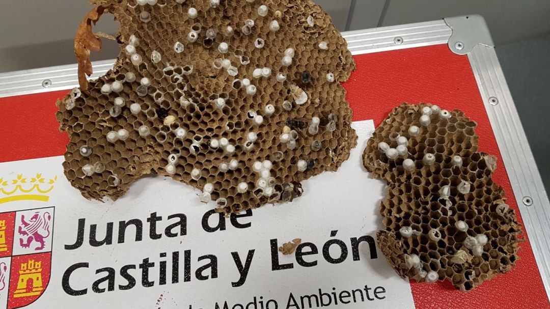 Nidos de velutina Nidos de velutina
