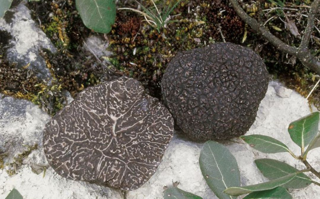 Distintas áreas de la Serranía de Cuenca son productoras de trufa silvestre Distintas áreas de la Serranía de Cuenca son productoras de trufa silvestre