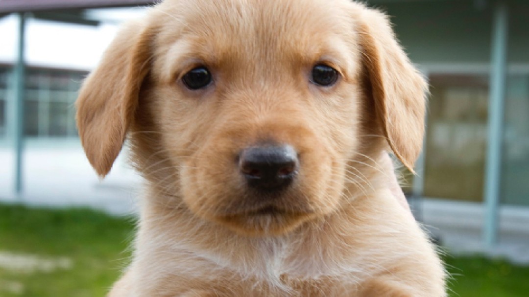 Sin acuerdo para la gestión de perros abandonados