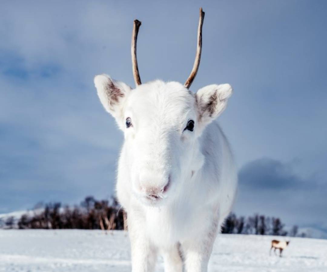 El peculiar ciervo blanco en Noruega El peculiar ciervo blanco en Noruega