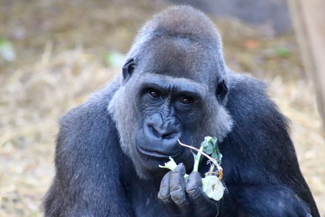 Gorila comiendo.
Gorila comiendo.
