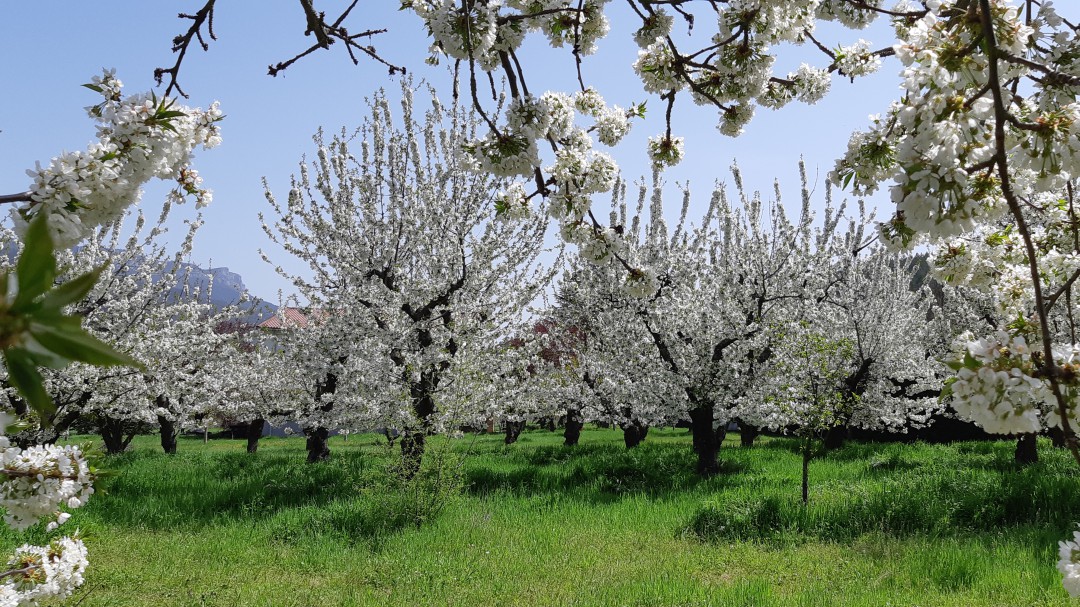 Medio Rural y la ABA distribuyen 2.000 cerezos en Ponferrada este final de año