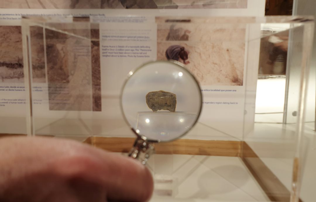 La réplica del diente encontrado en Orce (Granada) con 1'4 millones de años que se expone en la exposición 'Orígenes en el Altiplano granadino' de la UGR La réplica del diente encontrado en Orce (Granada) con 1'4 millones de años que se expone en la exposición 'Orígenes en el Altiplano granadino' de la UGR