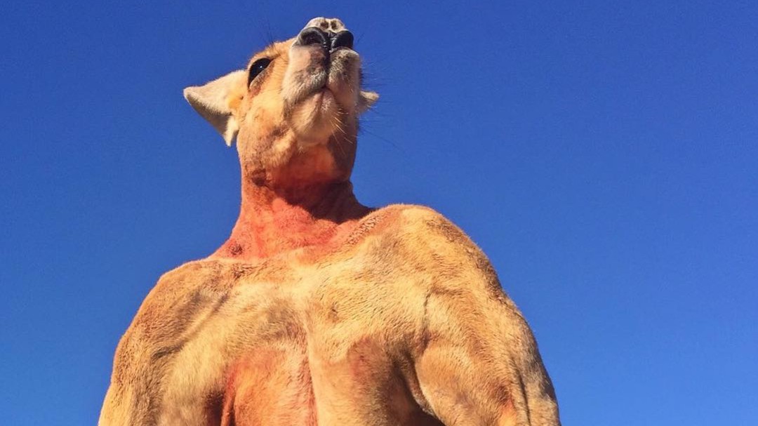 Roger, el 'canguro más fuerte del mundo', muere a los 12 años de edad