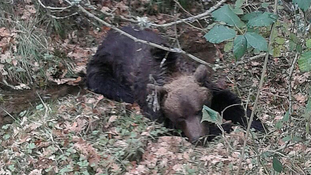 ¿Cuántos osos han muerto en el área oriental de la Cordillera Cantábrica?