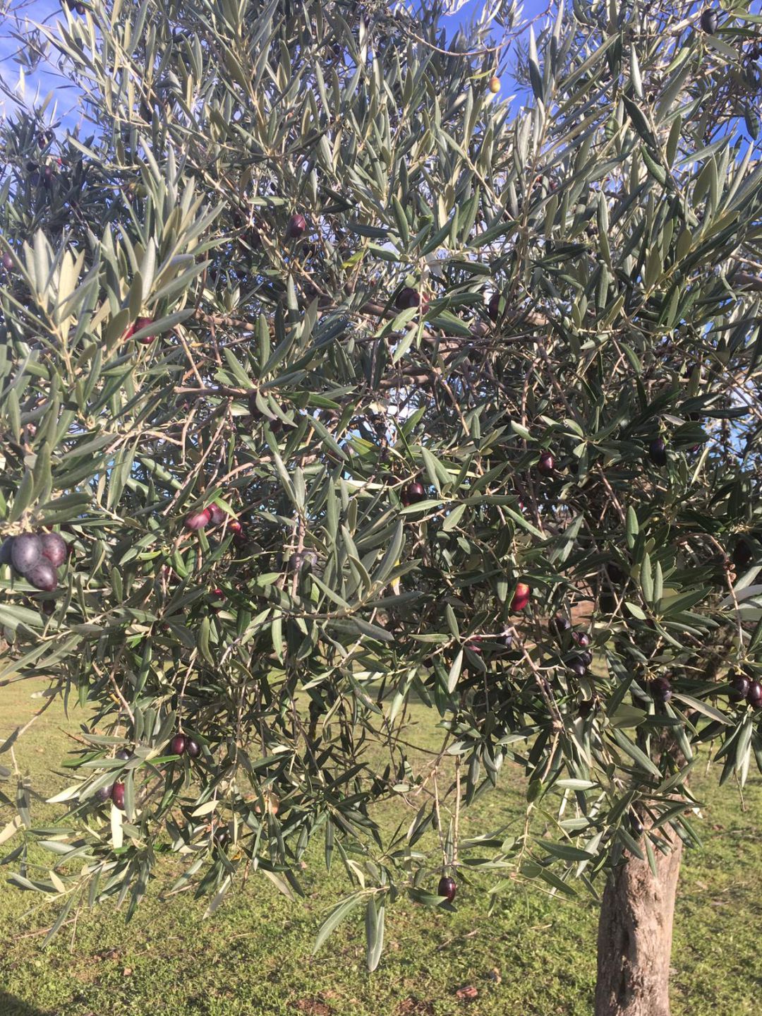 Olivo Olivo