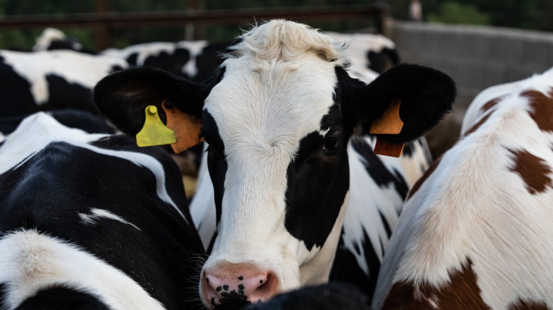 Dejar de comer carne no va a salvar el planeta