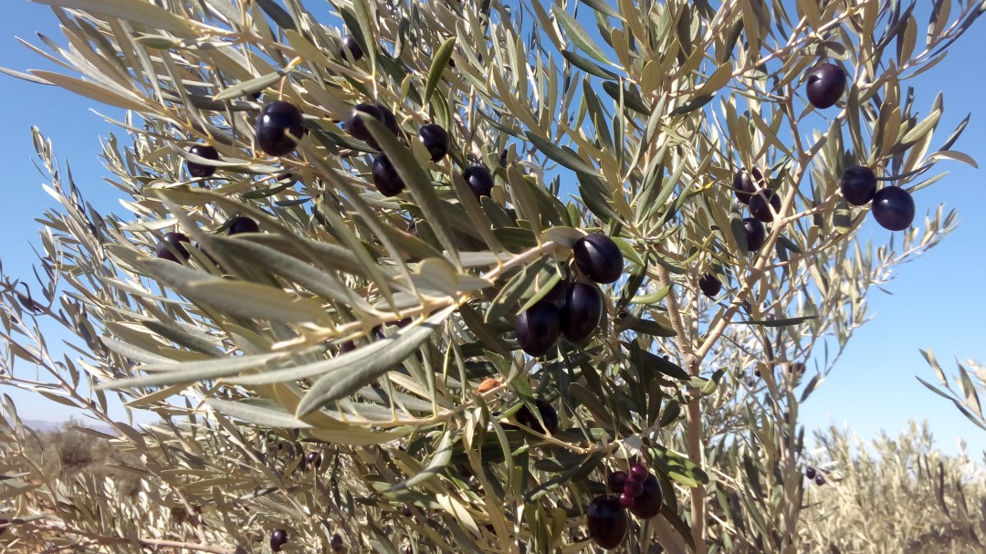 La campaña de aceituna: mucha y con retraso