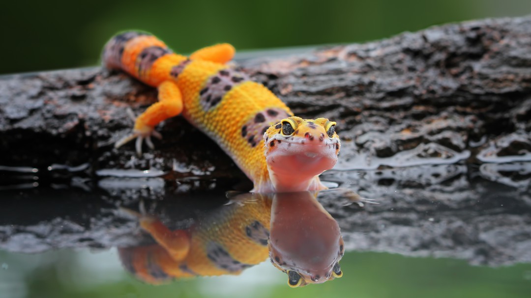 Descubren la asombrosa técnica que permite a los geckos correr sobre el agua