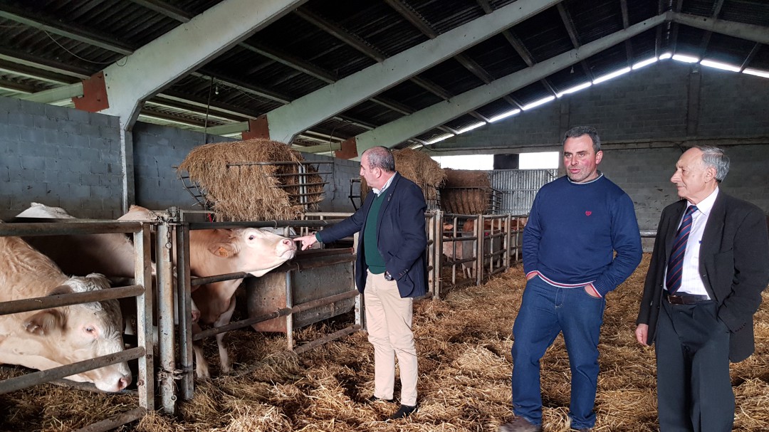 El presidente de Acruga valora la apuesta de la Diputación por la Raza Rubia Gallega