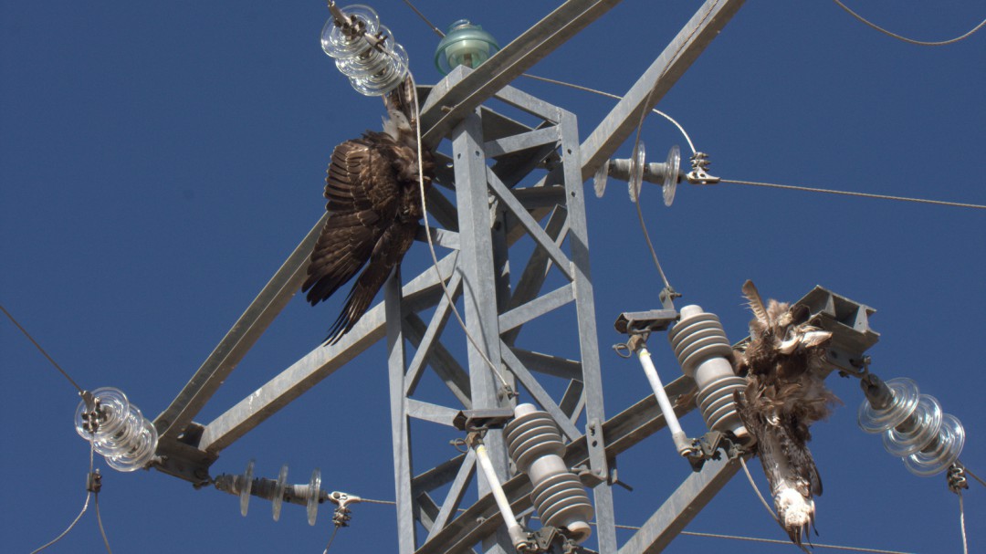 Madrigal y Moraleja de Matacabras previenen la electrocución de aves