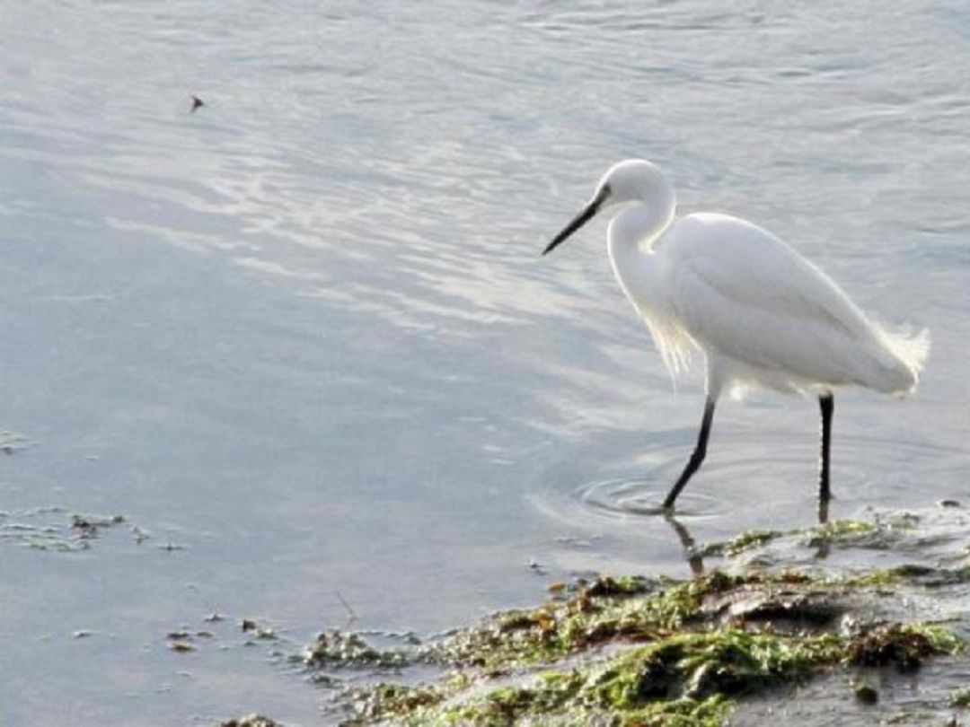 La temporada de invierno es la mejor para el avistamiento de aves en las marismas. La temporada de invierno es la mejor para el avistamiento de aves en las marismas.