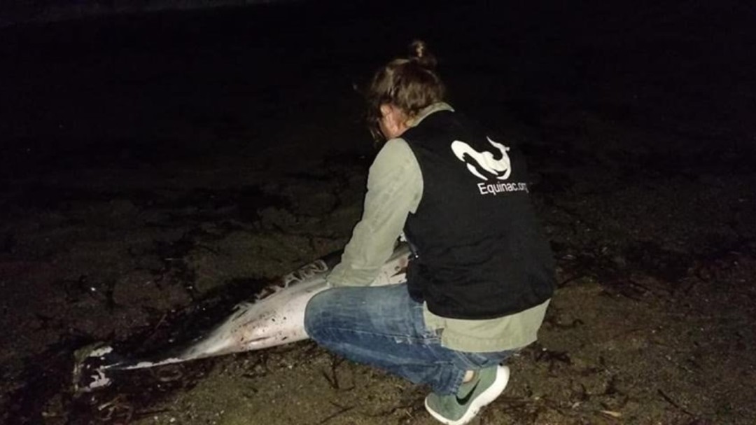 Aparece muerto un delfín en Roquetas de Mar con heridas y el nombre 'Juan' grabado en el costado