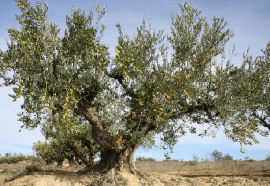 Almendro Almendro