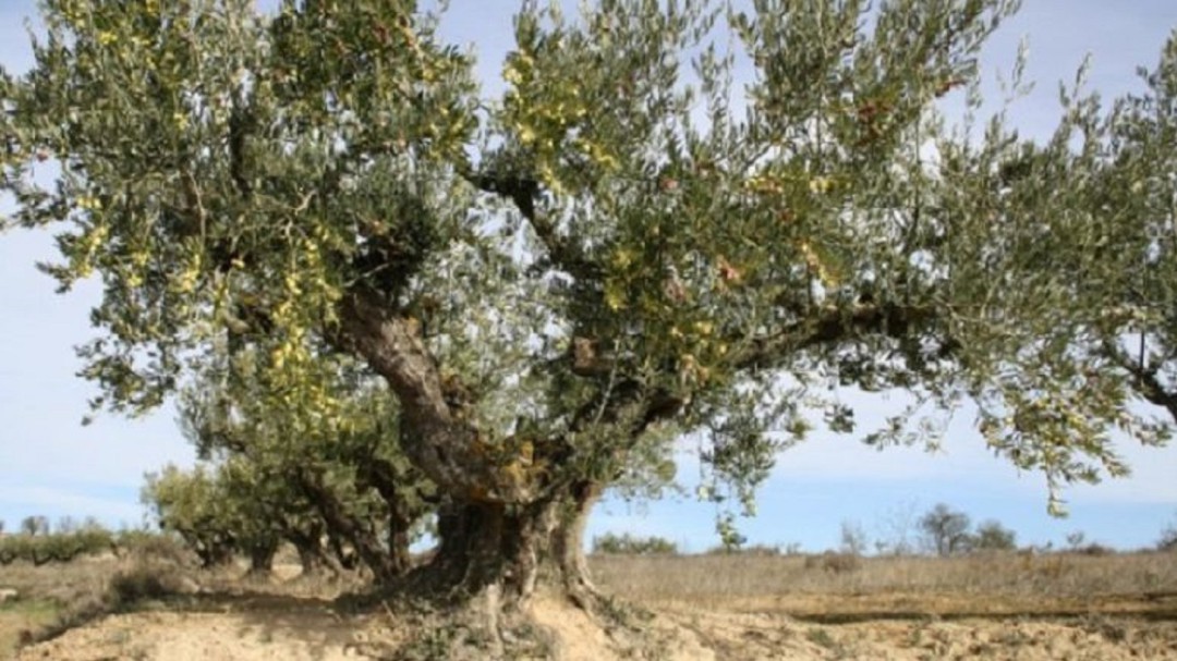 El PPCV critica la pasividad con la xylella del Consell