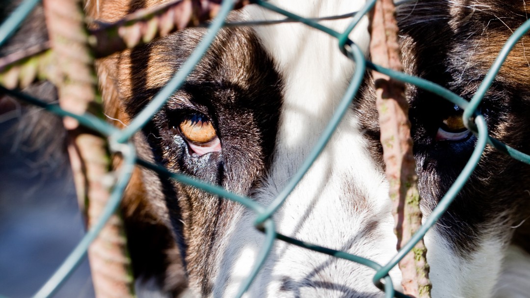 Medio centenar de expedientes por maltrato animal en Bilbao
