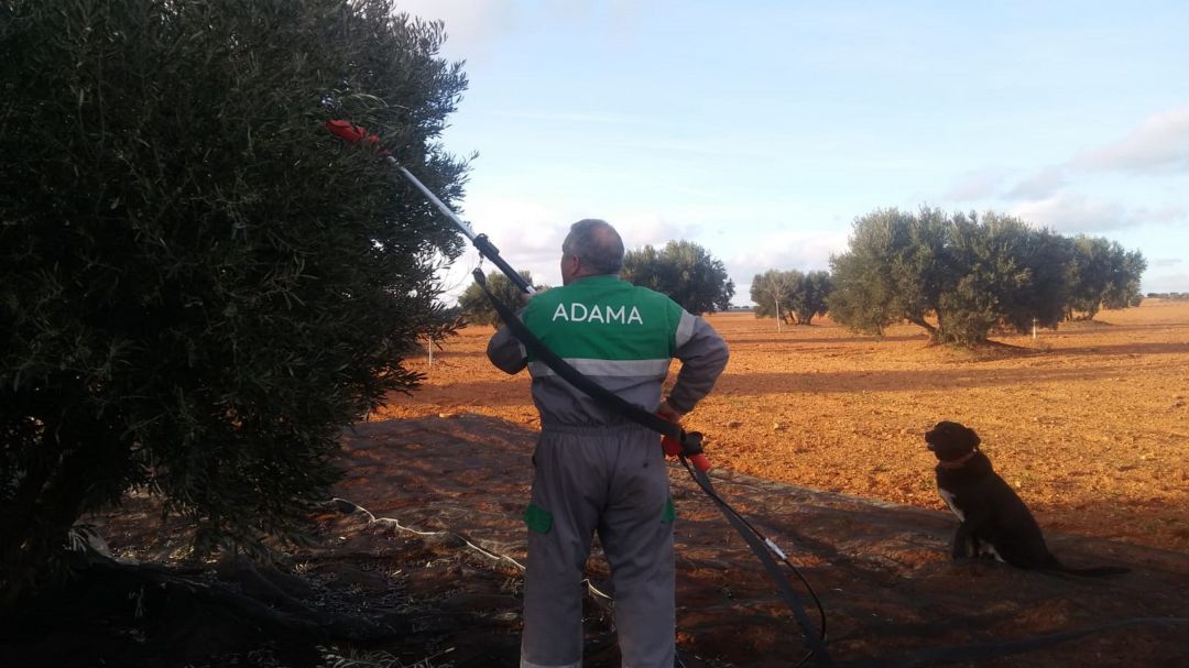 La provincia de Cuenca tendrá el doble de aceituna que el año pasado La provincia de Cuenca tendrá el doble de aceituna que el año pasado