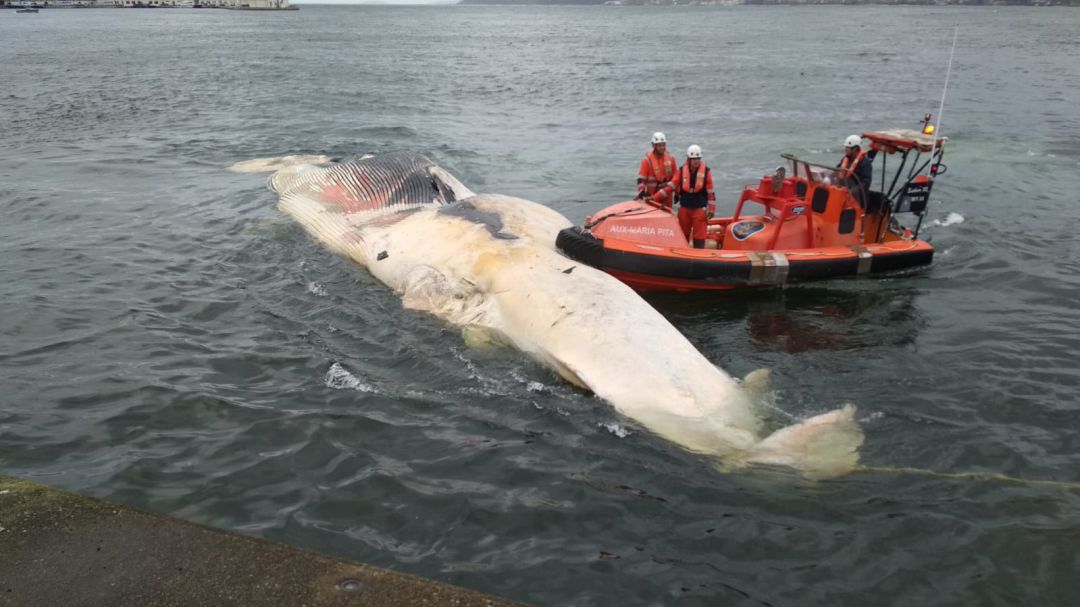 Aparece muerta una ballena de 20 metros en Bueu Aparece muerta una ballena de 20 metros en Bueu