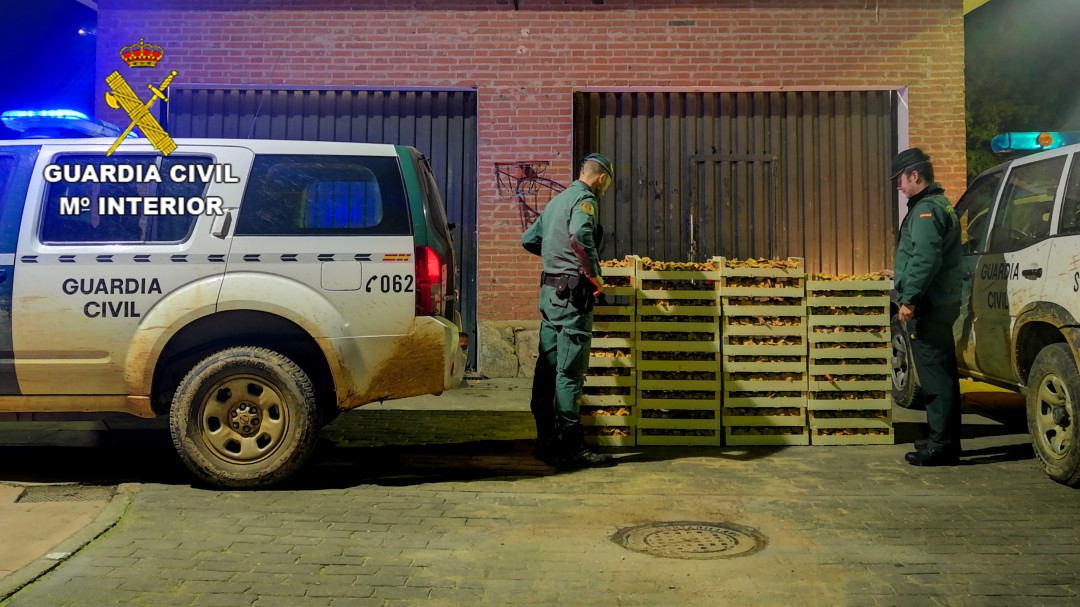 Incautan una tonelada de níscalos recogidos de forma ilegal en Guadalajara