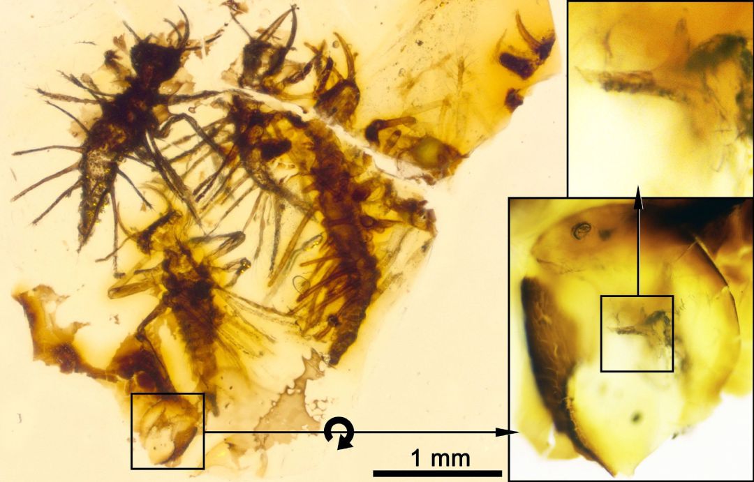 Hallada la primera evidencia fósil de eclosión de larva preservada en ámbar.
Hallada la primera evidencia fósil de eclosión de larva preservada en ámbar.