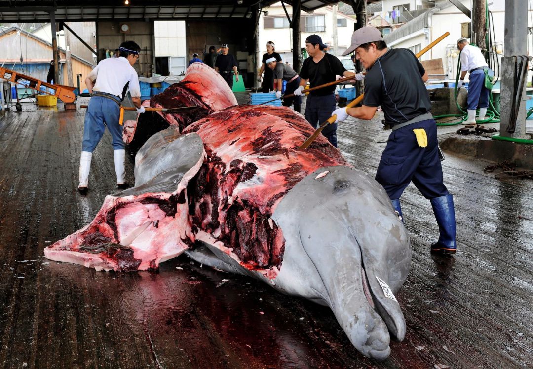 Despiece de una ballena en un puerto japonés.
Despiece de una ballena en un puerto japonés.