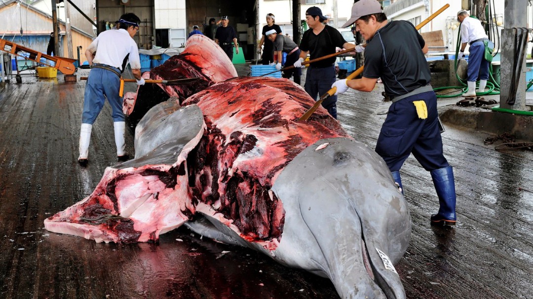 Japón reanuda la caza comercial de ballenas