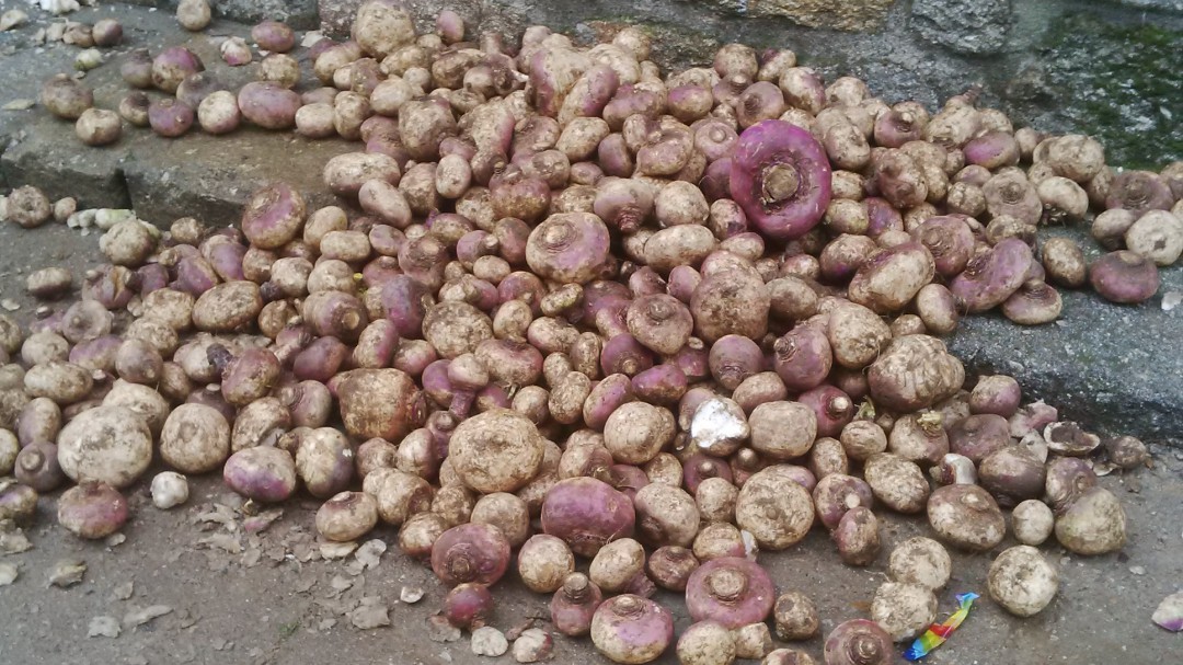 La cosecha de nabos será buena este Jarramplas