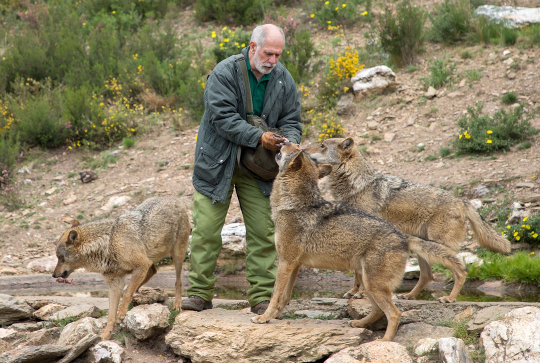 El biólogo especialista en lobos que trabajó con Félix Rodríguez de la Fuente Carlos Sanz, junto a algunos de los lobos del Centro del Lobo Ibérico de Castilla y León El biólogo especialista en lobos que trabajó con Félix Rodríguez de la Fuente Carlos Sanz, junto a algunos de los lobos del Centro del Lobo Ibérico de Castilla y León