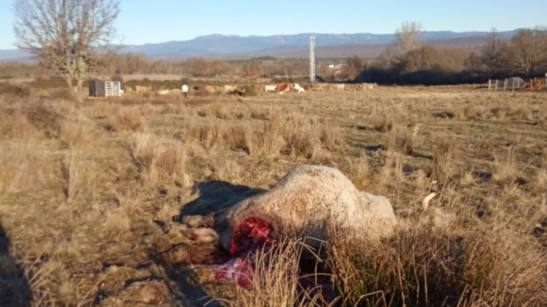 Ataque del lobo en Codesal
