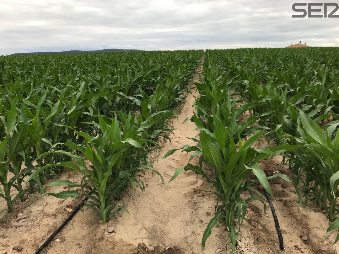 Resumen del año en el campo extremeño: El campo extremeño cierra un año de incertidumbre Resumen del año en el campo extremeño: El campo extremeño cierra un año de incertidumbre