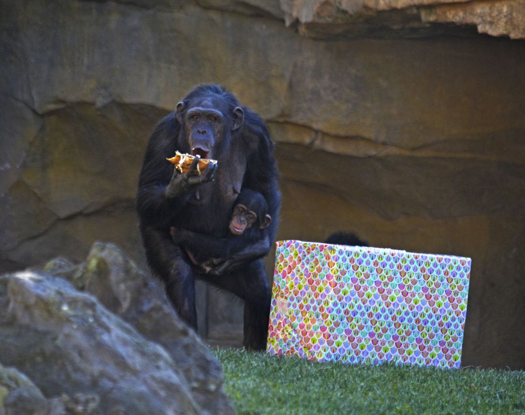 Los animales del Bioparc reciben los regalos de los Reyes Magos Los animales del Bioparc reciben los regalos de los Reyes Magos