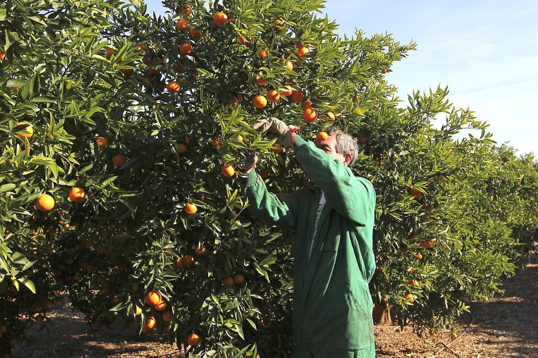 Imagen de un agricultor en un campo de cítricos de la provincia de Castellón Imagen de un agricultor en un campo de cítricos de la provincia de Castellón