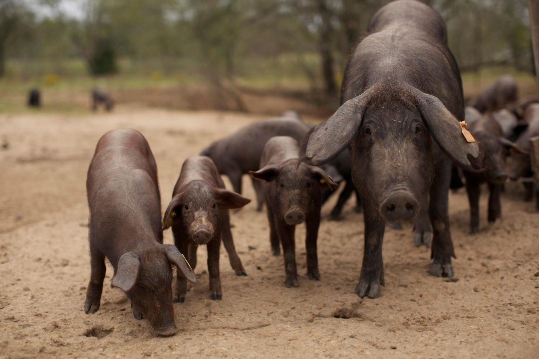 Incarlopsa compra la mayor parte de una productora de jamón ibérico en Texas Incarlopsa compra la mayor parte de una productora de jamón ibérico en Texas