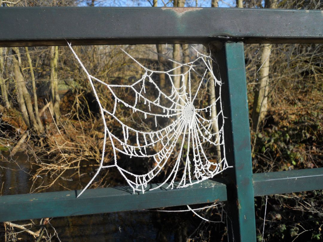 Frío, telaraña congelada en Valderredible Frío, telaraña congelada en Valderredible