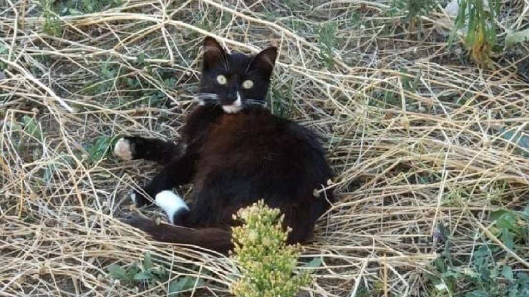 Alarma en Béjar: mueren 10 de los 15 gatos envenenados en la ciudad