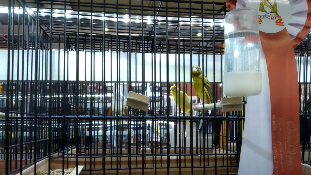 El criador de pájaros motillano Julián Navarro queda tercero del mundo