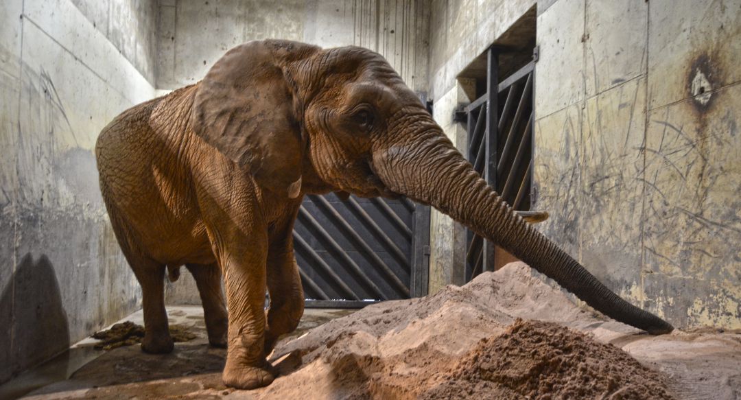 Medidas contra el frío en el Bioparc Valencia Medidas contra el frío en el Bioparc Valencia