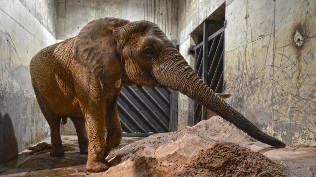 Bioparc Valencia ofrece caldos calientes a los animales ante la ola de frío