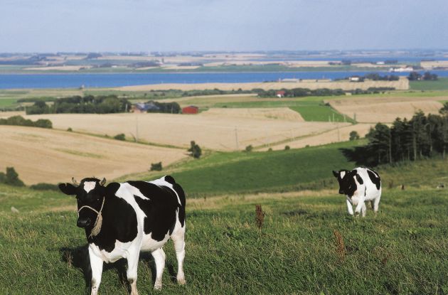La alimentación del animal es clave para el sabor de la leche. La alimentación del animal es clave para el sabor de la leche.