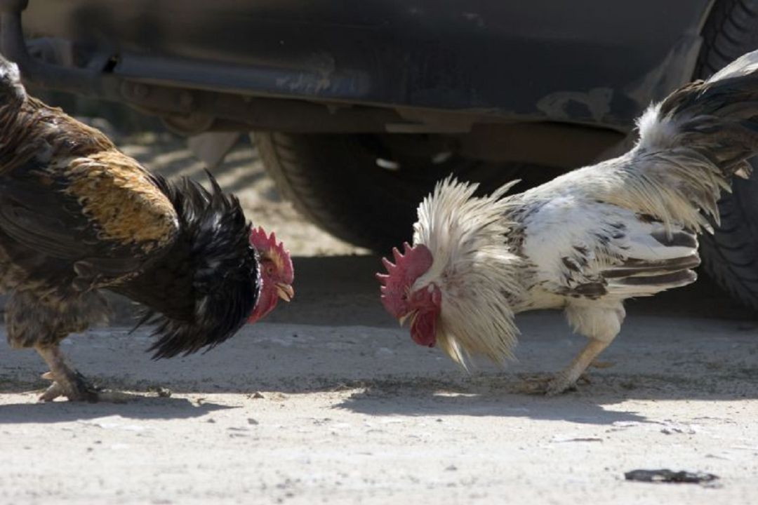 Cerca de 200 detenidos en una operación contra las peleas de gallos Cerca de 200 detenidos en una operación contra las peleas de gallos